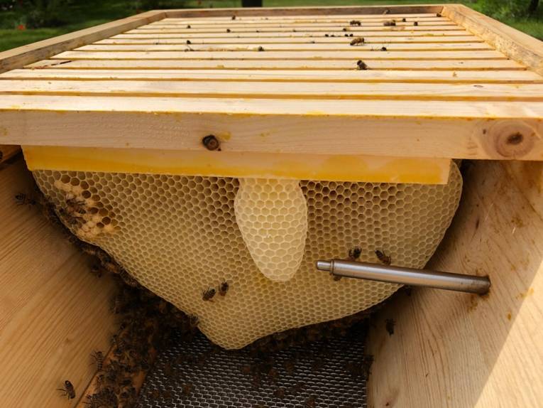 Kasten mit Wabe und Bienen.