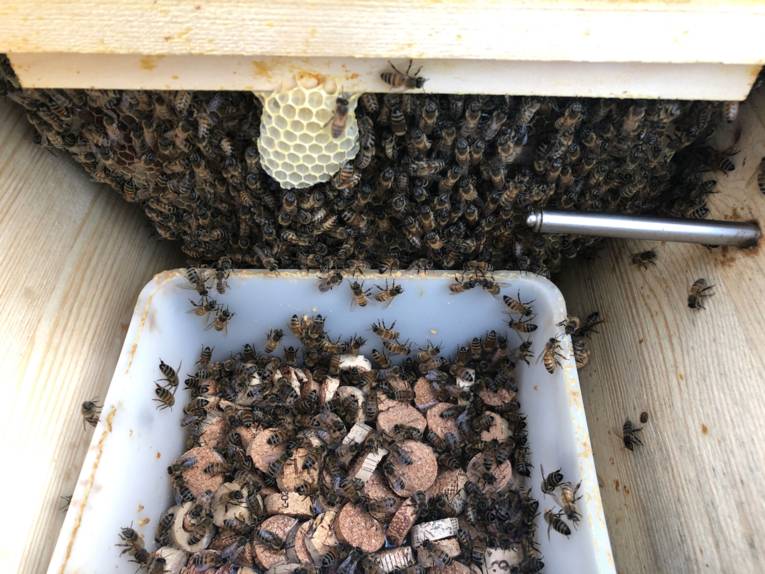 Bienen an einem Trog mit Korkteilen.