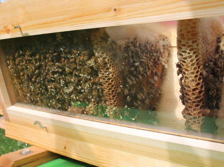 Bienen hinter eine Scheibe.