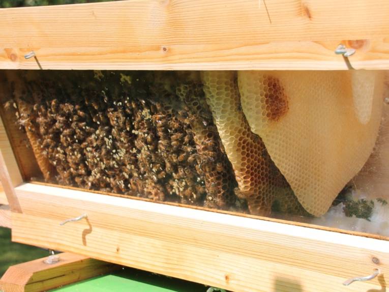 Bienen mit Wabe hinter einer Scheibe.
