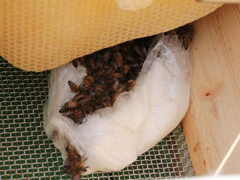 Futterklumpen mit Bienen.