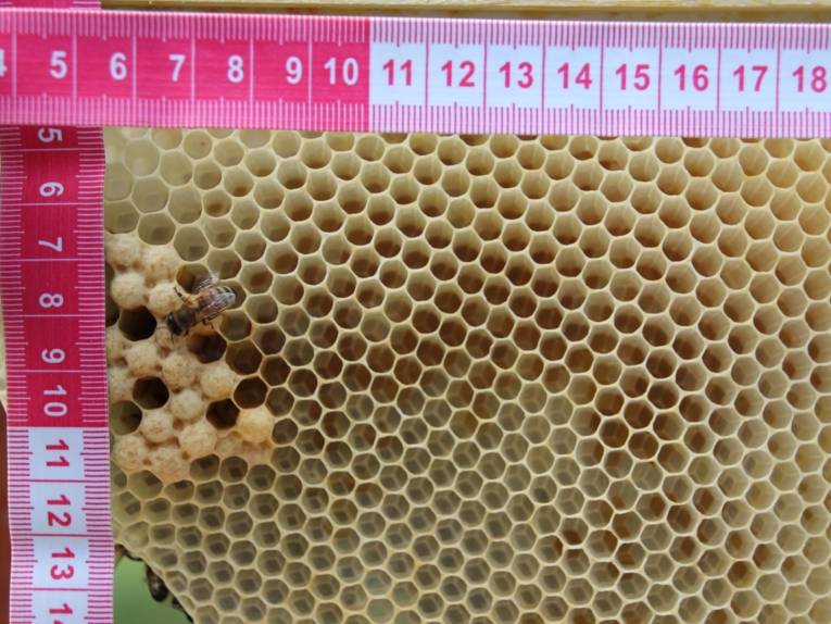 Bienenwabe mit einem Maßband.