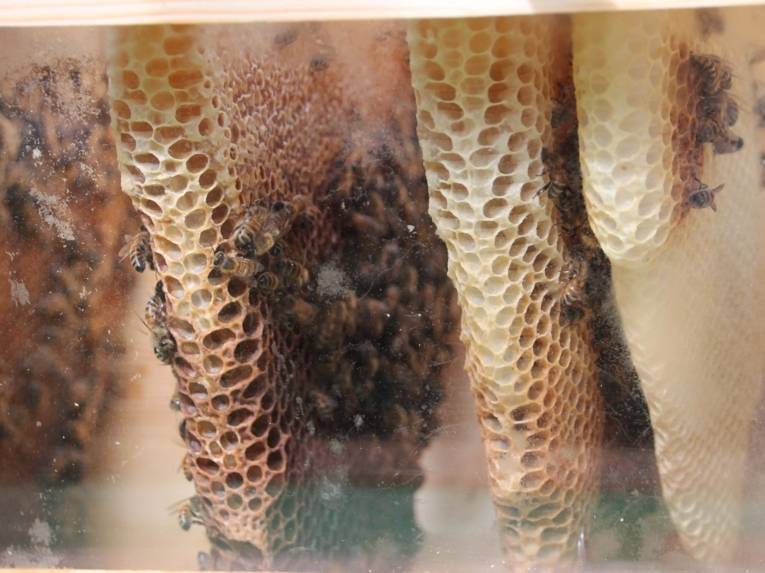 Bienen an einer Wabe.