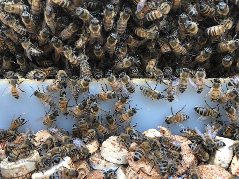 Bienen an einem Trog mit Korkteilen.