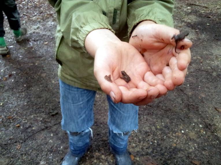Auf den geöffneten Händen eines Kindes krabbeln drei kleine Kröten.