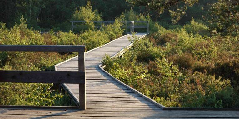 Ein Weg aus Holz führt über ein Moor hinweg.