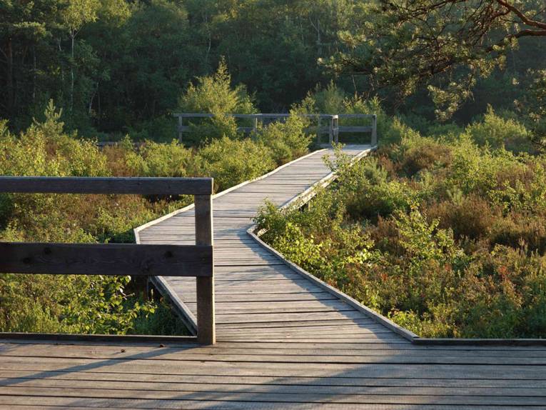 Ein Weg aus Holz f&uuml;hrt &uuml;ber ein Moor hinweg.