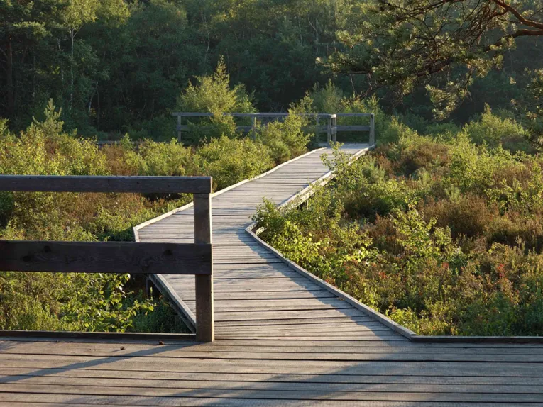 Ein Weg aus Holz f&uuml;hrt &uuml;ber ein Moor hinweg.