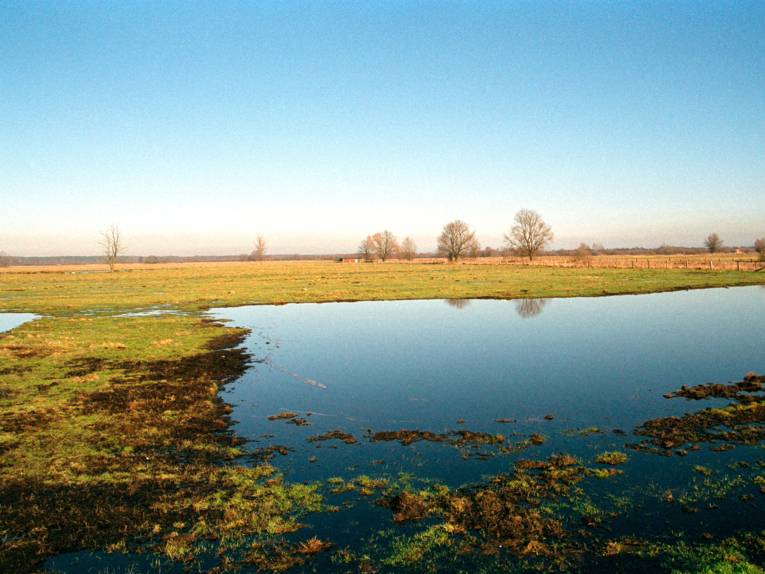 Wiesenlandschaft mit Feuchtgebieten.