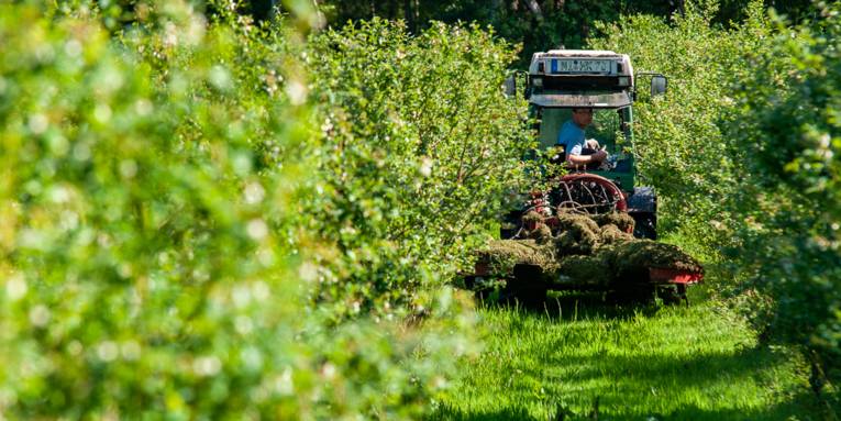 Ein Traktor fährt durch Reihen von Blaubeeren.