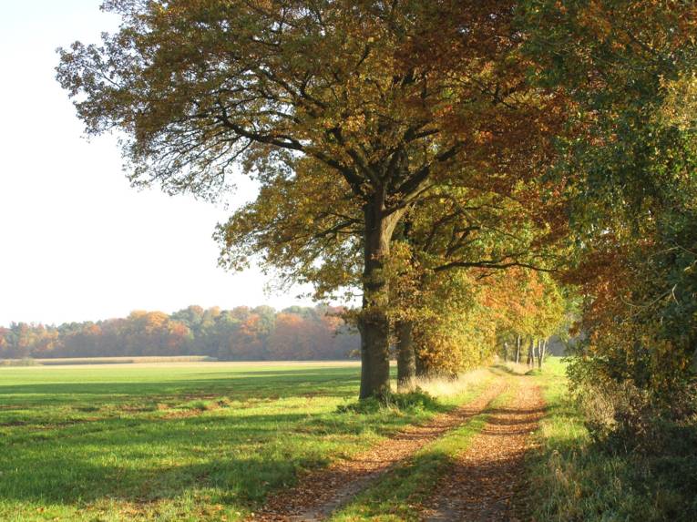 Bäume wachsen an einem Feldweg.