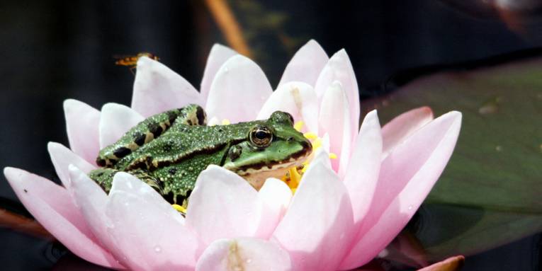 Ein Frosch sitzt in einer Seerose.