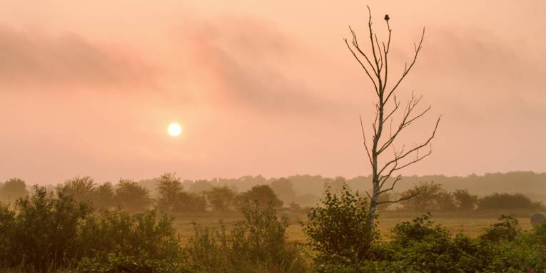 Die Sonne geht über einer Wiesenlandschaft auf.