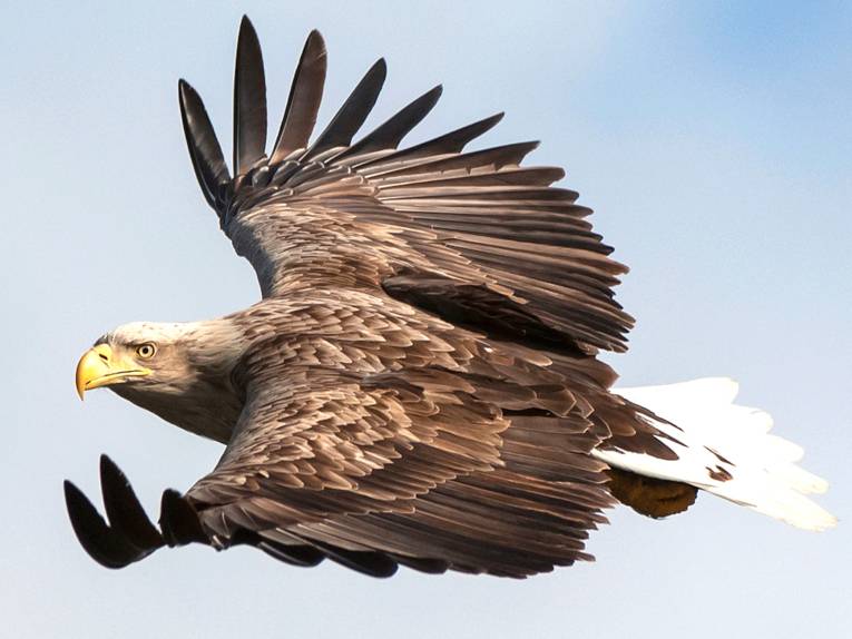 Ein Seeadler fliegt und hat den Kopf zum Betrachter geneigt.