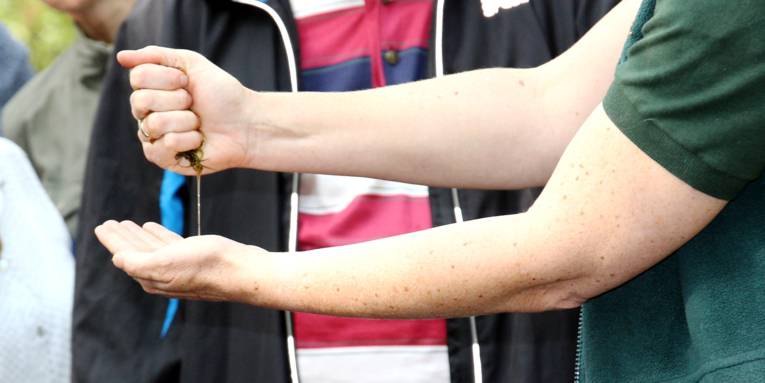 Eine Hand drückt Wasser aus Moss, eine zweite Hand fängt das Wasser auf.