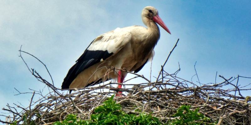 Ein Storch steht in einem Storchennest.