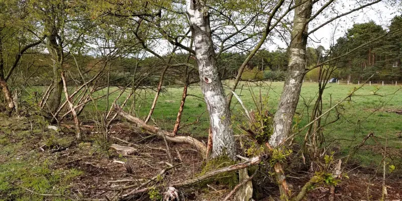 Ein paar kurze Triebe der Traubenkirsche inmitten vin Birkenst&auml;mmen und Totholz.