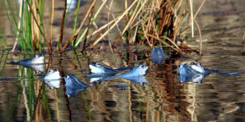 Blaue Fr&ouml;sche in einem Gew&auml;sser
