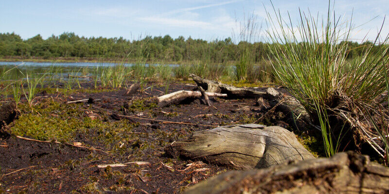 Moorlandschaft mit abgestorbenem Holz und Binsen Moorlandschaft mit abgestorbenem Holz und Binsen