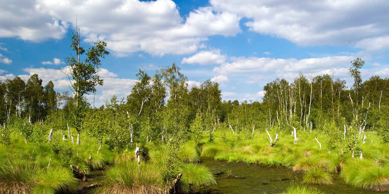 Moorlandschaft und blauer Himmel Moorlandschaft und blauer Himmel