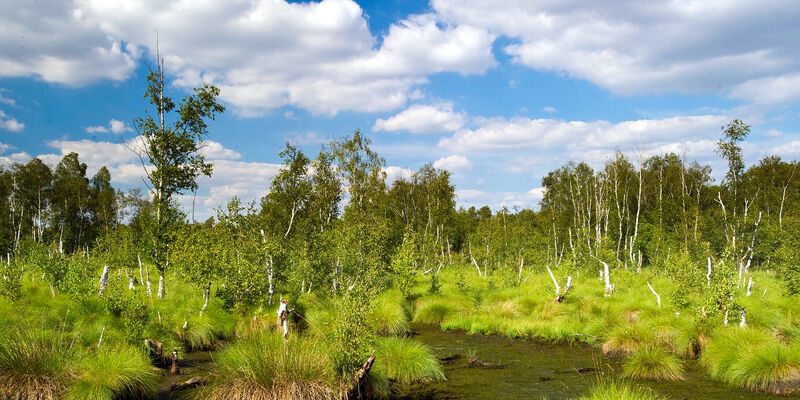 Moorlandschaft und blauer Himmel Moorlandschaft und blauer Himmel