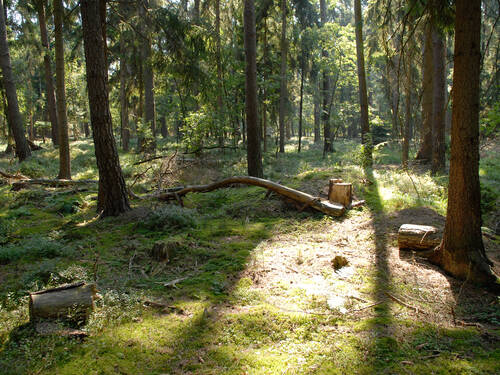 Waldboden mit Totholz. Waldboden mit Totholz.