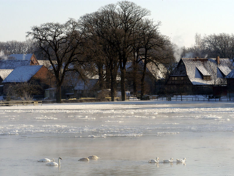 Schwäne schwimmen auf einer Wasserflche, die zum Teil zugefroren ist. Dahinter liegt ein Dorf, dessen Hausdächer mit Schnee bedeckt sind. Schwäne schwimmen auf einer Wasserflche, die zum Teil zugefroren ist. Dahinter liegt ein Dorf, dessen Hausdächer mit Schnee bedeckt sind.