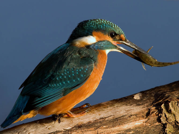 Eisvogel mit Fisch im Schnabel Eisvogel mit Fisch im Schnabel