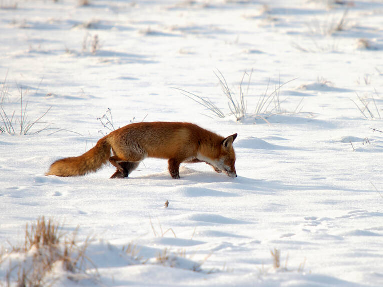 Fuchs im Schnee Fuchs im Schnee