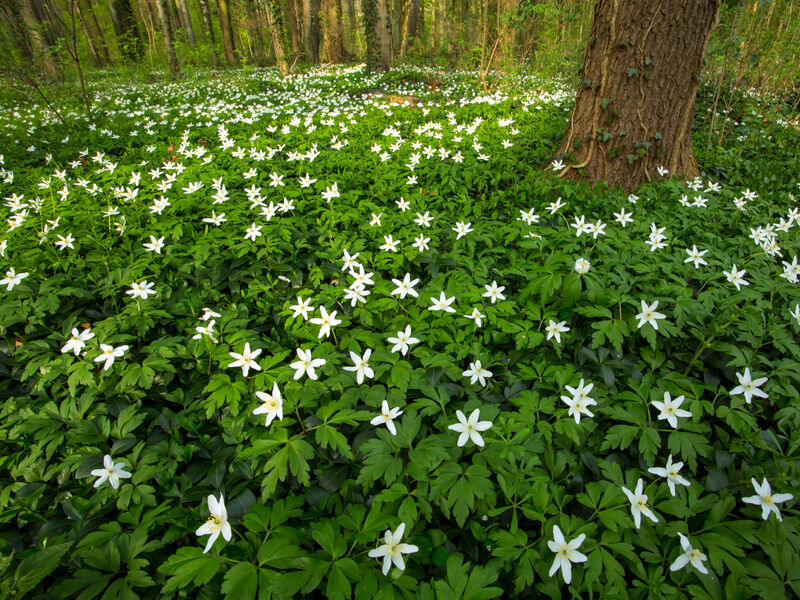 Ein Waldboden, der dicht mit weiß blühenden Anemonen bedeckt ist. Ein Waldboden, der dicht mit weiß blühenden Anemonen bedeckt ist.