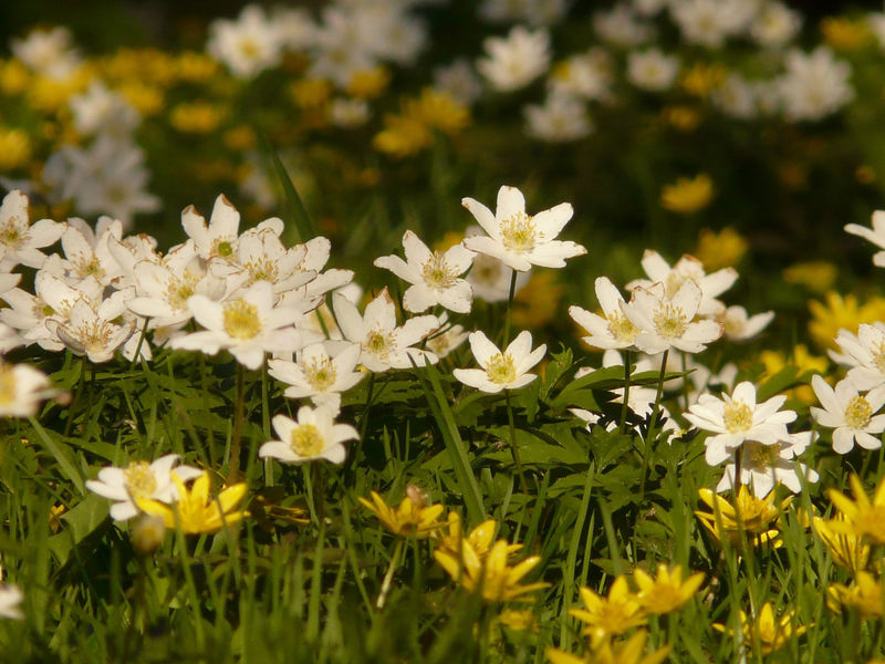 Wiese mit gelben und weissen Blüten im Sonnenlicht Wiese mit gelben und weissen Blüten im Sonnenlicht