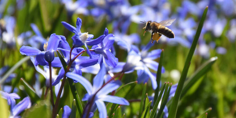 Scilla Blüten mit Pollen sammelnder Biene Scilla Blüten mit Pollen sammelnder Biene