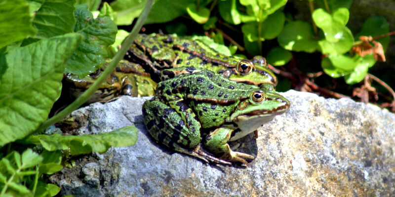 Zwei grüne Frösche sitzen auf einem Stein und lassen sich von der Sonne bescheinen. Zwei grüne Frösche sitzen auf einem Stein und lassen sich von der Sonne bescheinen.