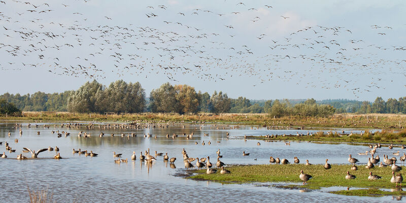 Graugänse und andere Zugvögel schwimmen auf einer Wasserfläche, laufen an Land oder fliegen in der Luft. Graugänse und andere Zugvögel schwimmen auf einer Wasserfläche, laufen an Land oder fliegen in der Luft.