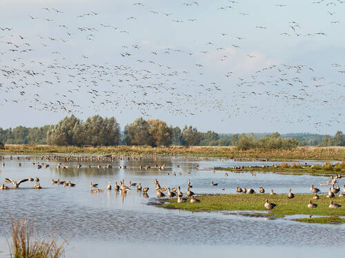 Graugänse und andere Zugvögel schwimmen auf einer Wasserfläche, laufen an Land oder fliegen in der Luft. Graugänse und andere Zugvögel schwimmen auf einer Wasserfläche, laufen an Land oder fliegen in der Luft.