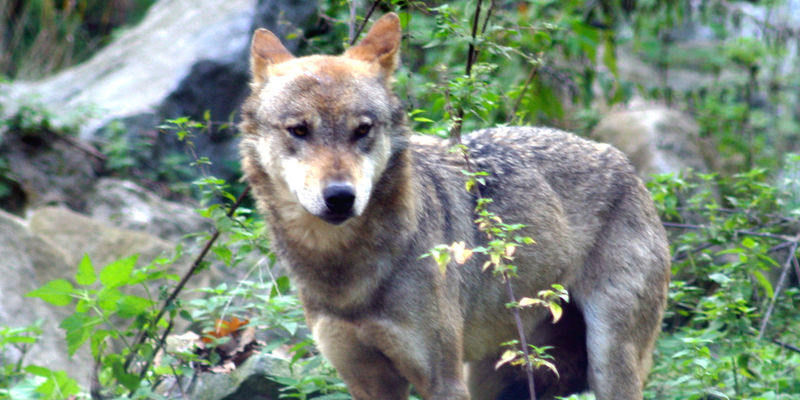 Ein Wolf schaut an der Kamera vorbei. Ein Wolf schaut an der Kamera vorbei.