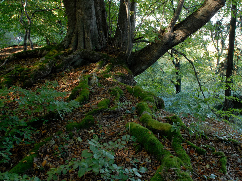 Dicke Baumwurzeln winden sich über den Waldboden, Laub leigt auf dem Boden und bietet Insekten Lebensraum. Dicke Baumwurzeln winden sich über den Waldboden, Laub leigt auf dem Boden und bietet Insekten Lebensraum.