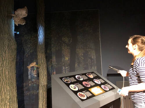 Eine Besucherin leuchtet mit einer Taschenlampe in den Ausstellungsbereich "Nachtwald" in der Infoscheune Steinhude und sucht nacht Tieren. Eine Besucherin leuchtet mit einer Taschenlampe in den Ausstellungsbereich "Nachtwald" in der Infoscheune Steinhude und sucht nacht Tieren.