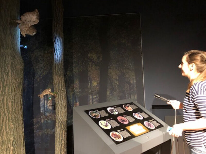 Eine Besucherin leuchtet mit einer Taschenlampe in den Ausstellungsbereich "Nachtwald" in der Infoscheune Steinhude und sucht nacht Tieren. Eine Besucherin leuchtet mit einer Taschenlampe in den Ausstellungsbereich "Nachtwald" in der Infoscheune Steinhude und sucht nacht Tieren.