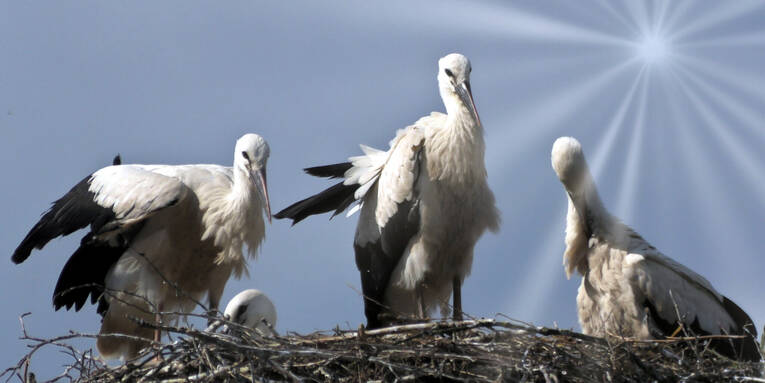 Nachwuchs: Jungstörche in einem Nest Nachwuchs: Jungstörche in einem Nest