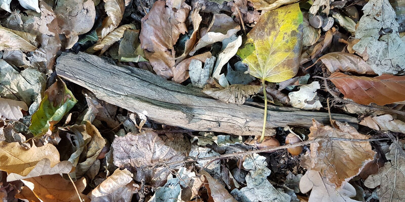 Verfärbte Blätter und totes Holz liegen auf dem Boden. Verfärbte Blätter und totes Holz liegen auf dem Boden.