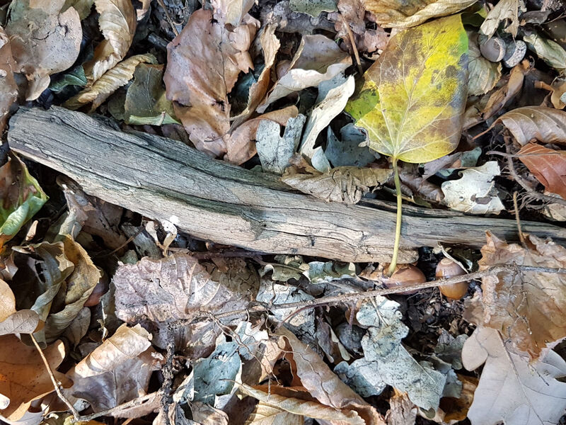 Verfärbte Blätter und totes Holz liegen auf dem Boden. Verfärbte Blätter und totes Holz liegen auf dem Boden.