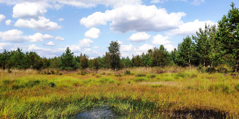 Moorlandschaft Moorlandschaft