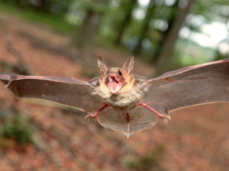 Eine Fledermaus fliegt mit ausgebreiteten Flügeln und aufgerissenem Maul im Wald. Eine Fledermaus fliegt mit ausgebreiteten Flügeln und aufgerissenem Maul im Wald.