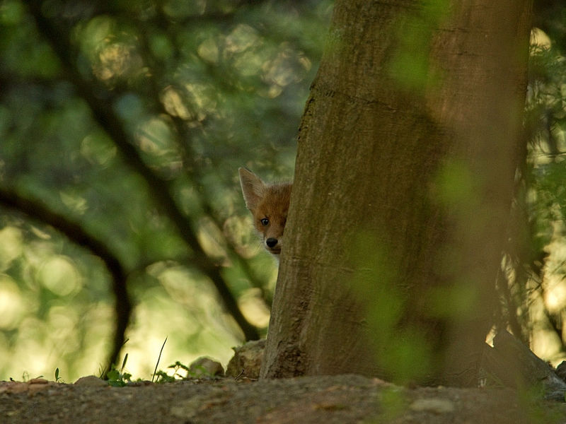 Ein junger Fuchs lugt hinter einem Baumstamm hervor. Ein junger Fuchs lugt hinter einem Baumstamm hervor.