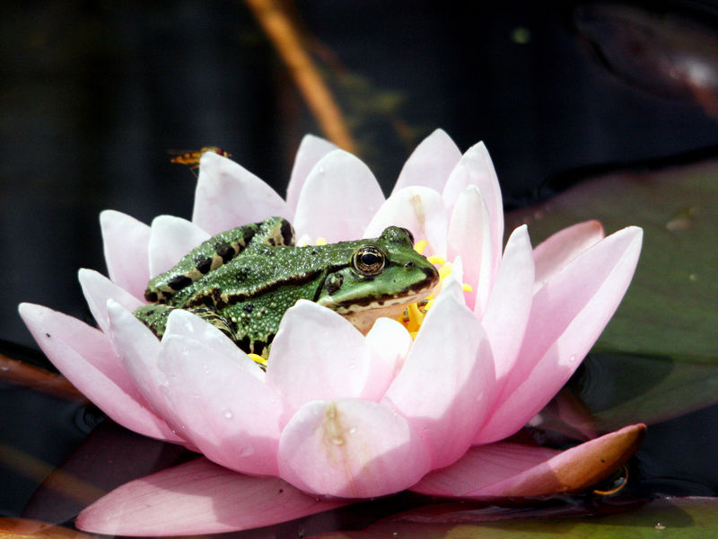 Ein Frosch sitzt in einer Seerose. Ein Frosch sitzt in einer Seerose.