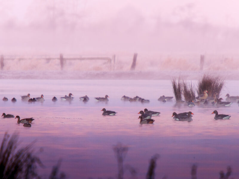 Enten schwimmen auf einem Gewässer, die Szene ist in rosafarbene Töne getaucht. Enten schwimmen auf einem Gewässer, die Szene ist in rosafarbene Töne getaucht.