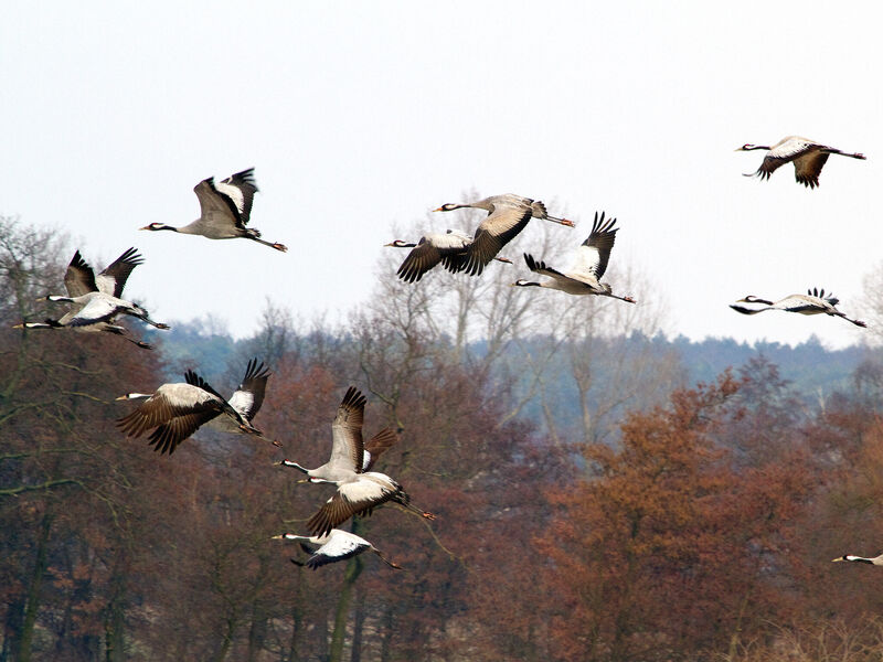 Ein Schwarm Kraniche fliegt. Ein Schwarm Kraniche fliegt.