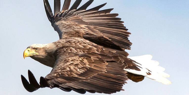 Ein Seeadler fliegt und hat den Kopf zum Betrachter geneigt. Ein Seeadler fliegt und hat den Kopf zum Betrachter geneigt.