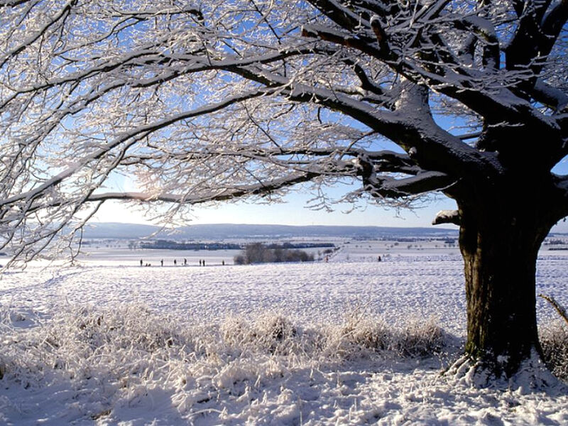 Ein Baum ist mit Schnee bedeckt, dahinter ist eine hügelige Winterlandschaft. Ein Baum ist mit Schnee bedeckt, dahinter ist eine hügelige Winterlandschaft.